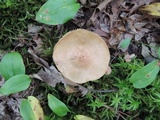 Tricholoma palustre image