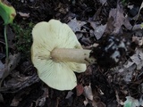 Tricholoma palustre image