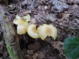 Hygrocybe flavifolia image