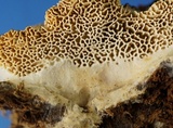 Wrightoporia avellanea image