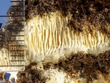 Wrightoporia avellanea image