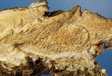Wrightoporia avellanea image