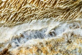 Wrightoporia avellanea image