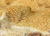 Wrightoporia avellanea image