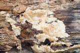 Wrightoporia avellanea image