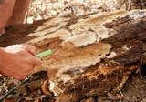 Wrightoporia avellanea image