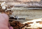 Wrightoporia avellanea image