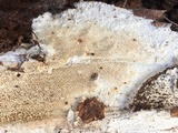 Wrightoporia avellanea image