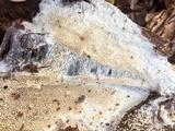 Wrightoporia avellanea image