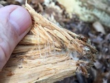 Wrightoporia avellanea image