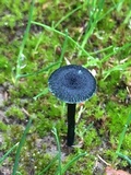 Arrhenia chlorocyanea image