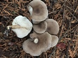 Melanoleuca subpulverulenta image