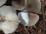 Melanoleuca subpulverulenta image
