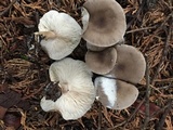 Melanoleuca subpulverulenta image
