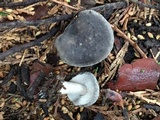 Melanoleuca subpulverulenta image