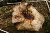 Royoporus badius image
