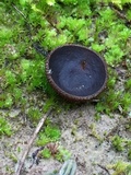 Plicaria endocarpoides image