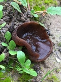 Plicaria endocarpoides image