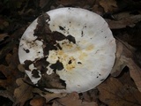 Agaricus porphyrizon image