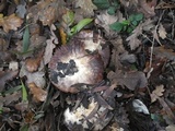 Agaricus porphyrizon image