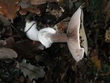 Agaricus porphyrizon image