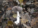 Agaricus porphyrizon image