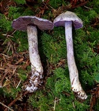 Cortinarius alboviolaceus image