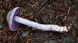 Cortinarius alboviolaceus image