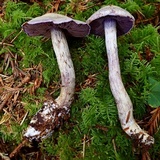 Cortinarius alboviolaceus image