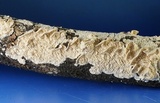 Irpex lacteus image