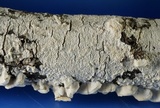Irpex lacteus image