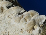 Irpex lacteus image