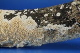 Irpex lacteus image