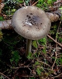 Amanita constricta image