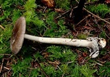 Amanita constricta image