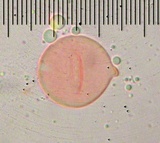Amanita constricta image