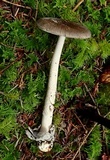 Amanita constricta image
