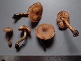 Hebeloma collariatum image