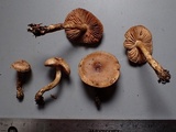 Hebeloma collariatum image
