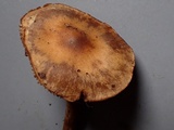 Hebeloma collariatum image