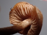 Hebeloma collariatum image
