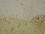 Hebeloma collariatum image