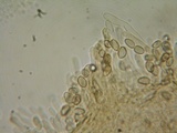 Hebeloma collariatum image