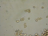 Hebeloma collariatum image