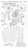 Hebeloma collariatum image