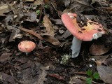 Russula maculata image
