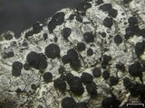 Buellia penichra image