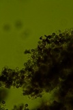 Dichostereum effuscatum image