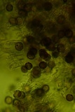 Dichostereum effuscatum image