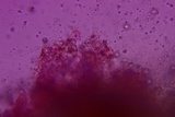 Dichostereum effuscatum image